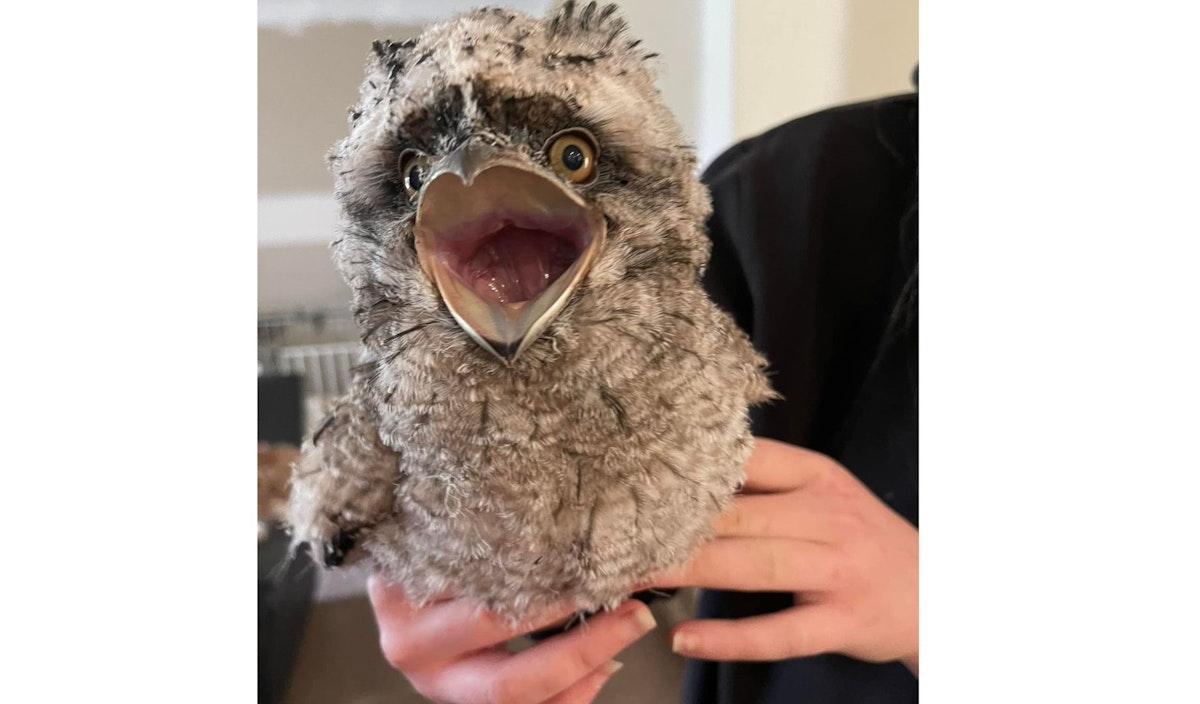 Meet Edward. He is a tawny frogmouth owl fledgling. He came to Narbeview as he was found on the ground with no parents in sight.